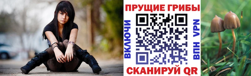 ОМГ ОМГ как войти  Дрезна  Галлюциногенные грибы GOLDEN TEACHER 